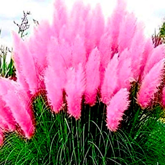 Meet your Posher, Rheazonably Khouture - Picture 1 of 2